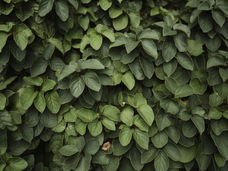 Dense green foliage with various shades of vibrant leaves in a natural setting. photo