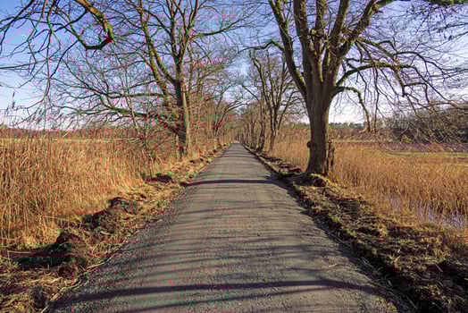 Tree lined road creating a natural tunnel in Moenchbruch natural reserve 18 photo