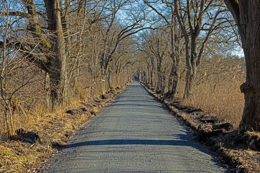 Tree lined road creating a natural tunnel in Moenchbruch natural reserve 12 photo