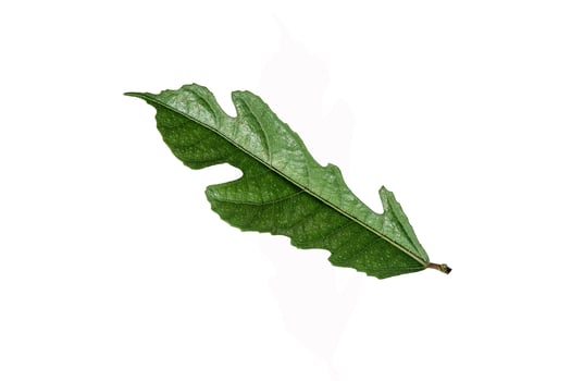 Isolated ficus ampelas leaf on white background, also known as hampelas or rempelas, meaning sandpaper because the rough texture of the leaves can be used to smooth wood surfaces. photo