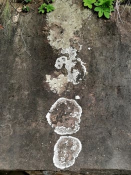 White Lichen On The Rock photo