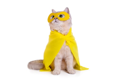 Cute white cat in a yellow superhero costume, sits on white background photo