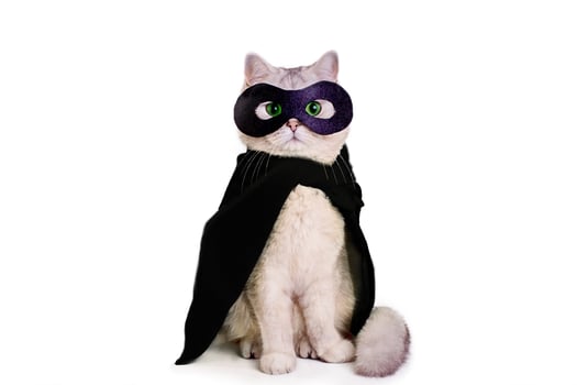 Cute white cat in a black mask and black cape photo