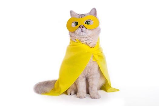 White cat in a yellow mask and cape, sits on isolated white background photo