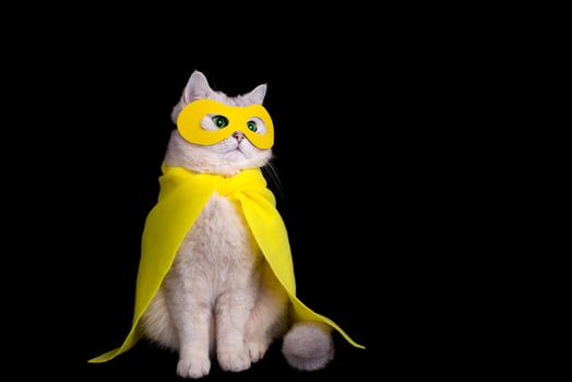 Funny white cat in a yellow superhero costume, sits on black background photo