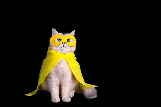 Cute white cat in a yellow superhero costume, sits on black background photo