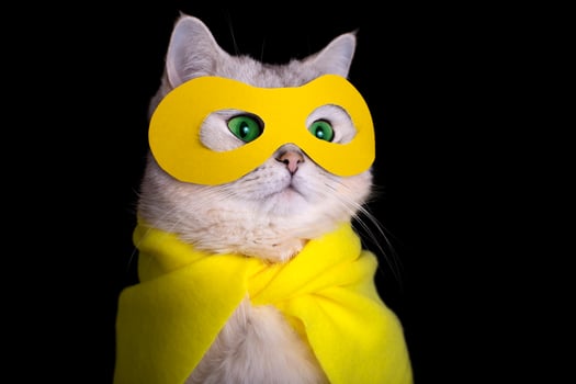 Close up of white cat in a yellow superhero costume, on black background photo