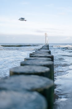Logs stretching into the horizon into the sea and a seagull photo