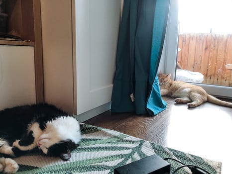 In a cozy living room environment, two charming cats are comfortably laying on the soft floor, enjoying their surroundings and basking in the lovely warmth and comfort of the inviting space photo