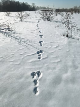 Beautiful footprints in fresh snow extend across a serene winter landscape, with tall trees in the background enhancing the tranquil scene and evoking feelings of peace and wonder photo