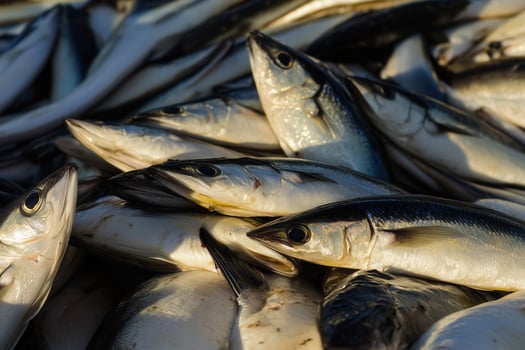 A heap of shimmering silver fish gleams, showcasing the bounty of the sea and the fishing industry. photo