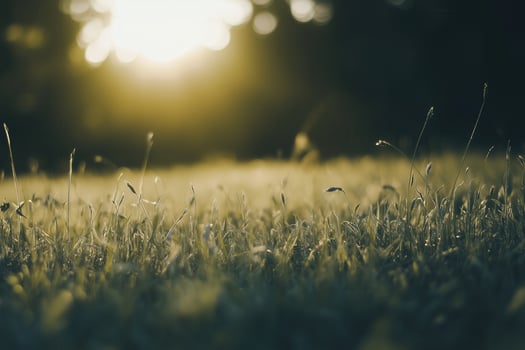 A tranquil meadow glows under the warm light of the setting sun, creating a peaceful landscape. photo