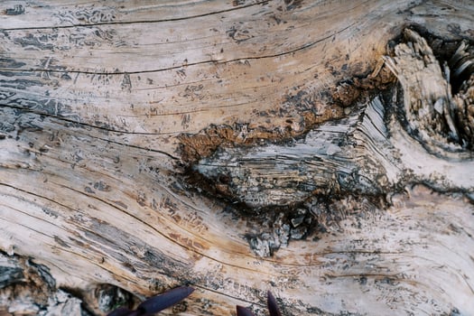 Structure of wood without bark with cracks on the surface photo