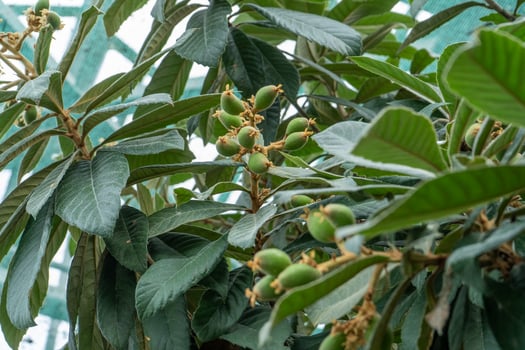 Japanese medlar green fruit plant growing photo