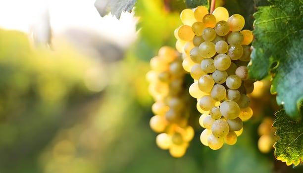 Close up white wine grapes, low depth of focus, the harvest is very delicious and lush from a vineyard photo