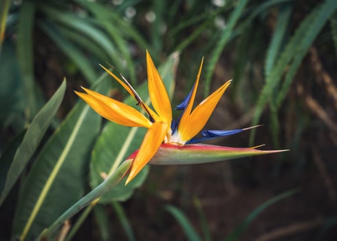 Orange beautiful Bird paradise flower photo