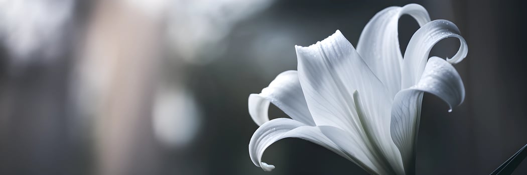 Delicate White Lily in Soft Focus photo