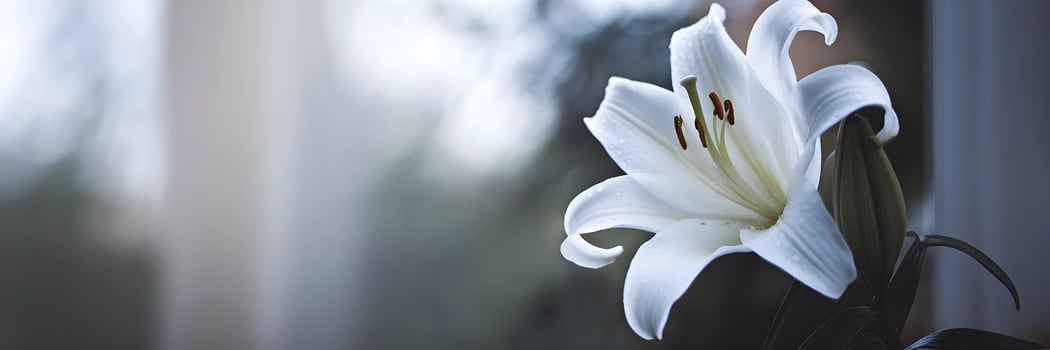 Elegant White Lily in Soft Light, Perfect for Condolences or Floral Design photo