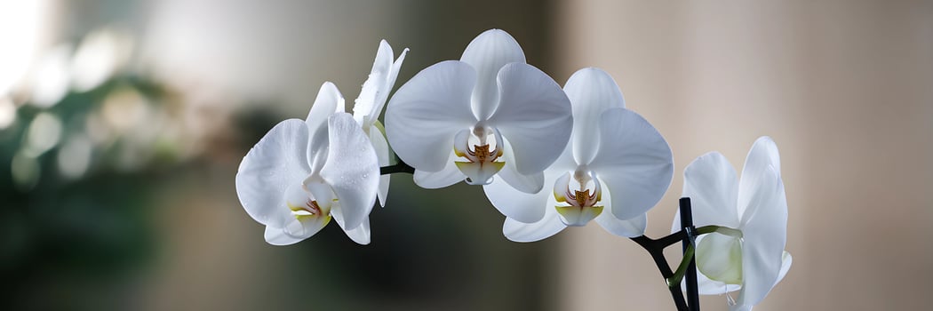Delicate White Orchids in Soft Focus photo