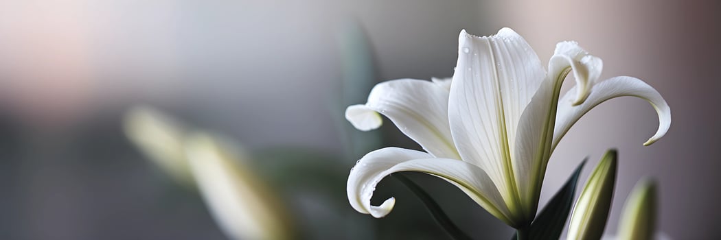 Elegant White Lily in Soft Focus photo
