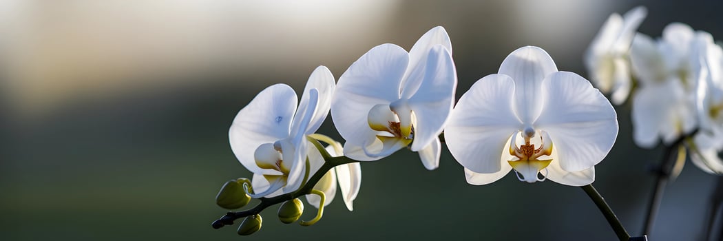 Delicate White Orchids Bloom in Soft Light photo