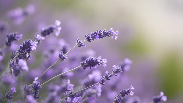 Delicate Lavender Blossoms in Soft Focus photo