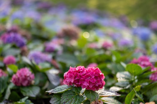 Hydrangea plant flower in full bloom on the background for spring and summer English country cottage garden for perennial and annual photo