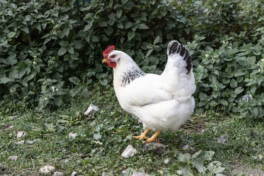 Healthy free range white chicken walking on grass photo