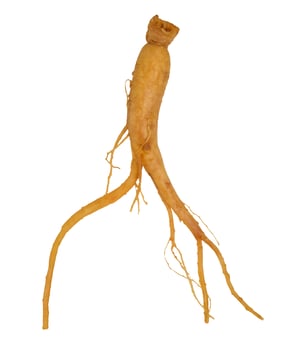 Brown raw ginseng root on isolated background photo
