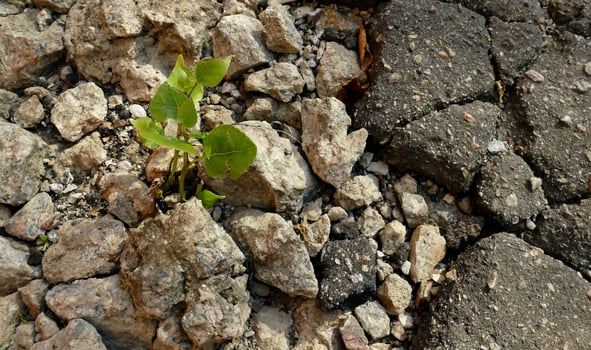 Young Tree Branch Growth Over Crushed Rocks photo