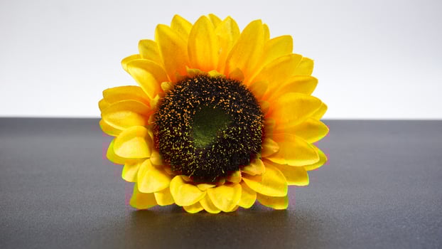 Close up of artificial or fake sunflower on isolated background photo