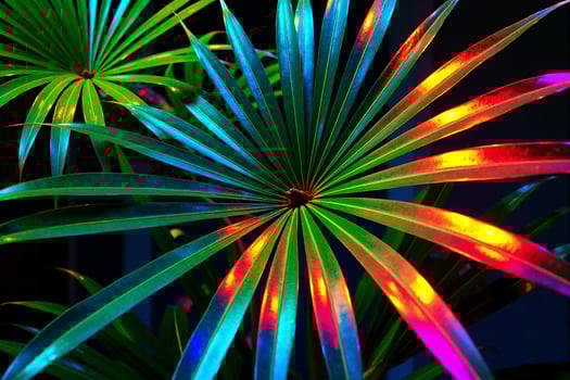 A colorful plant with bright green leaves photo