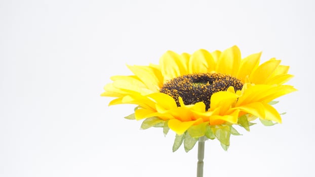 Beautiful artificial or fake sunflower isolated on white background photo