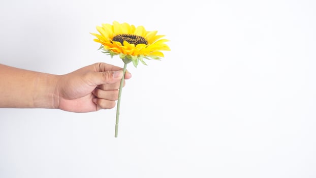Hand holding beautiful single fake sunflower with copy space isolated on white background photo