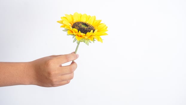 Hand holding beautiful single artificial or fake sunflower isolated on white background photo