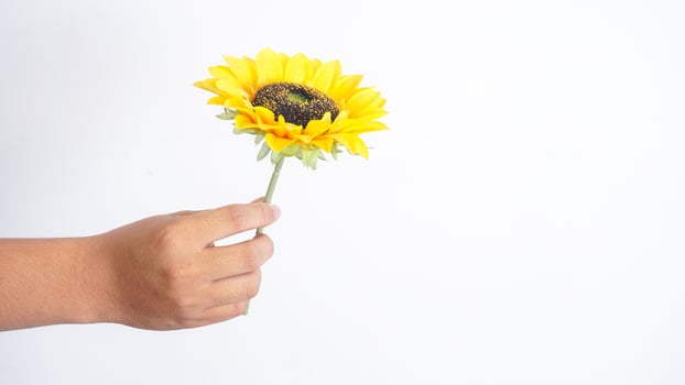 Hand holding beautiful single artificial sunflower isolated on white background photo