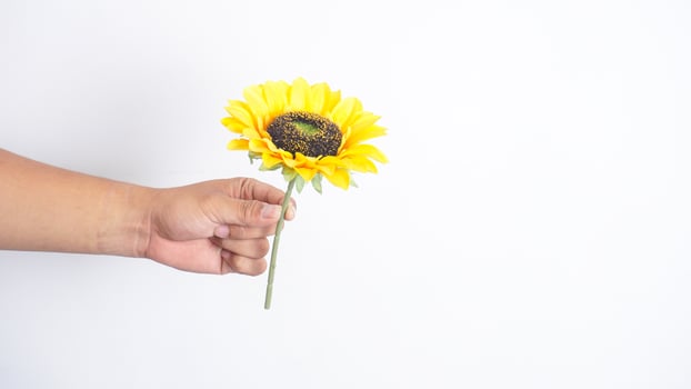 Hand holding beautiful single fake sunflower isolated on white background photo