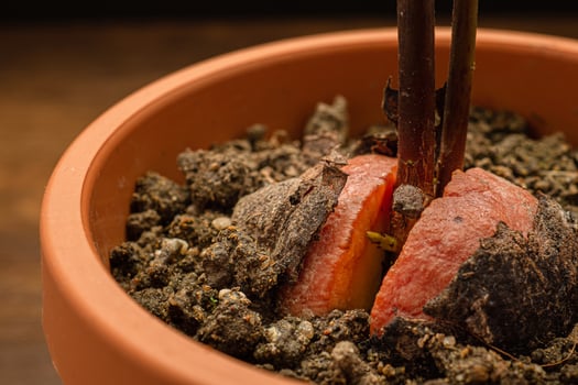 Close-up of sprouted avocado seed planted in a potted on a wooden table photo