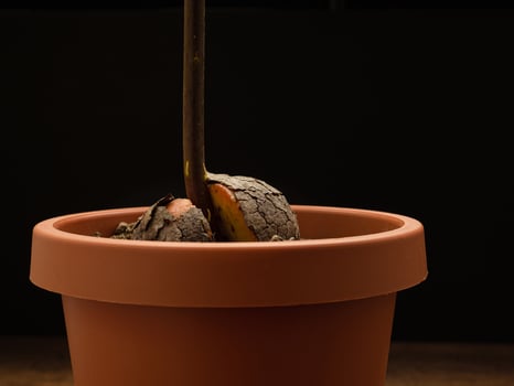 Close-up of sprouted avocado seed planted in a pot on a black background. Macro photo. photo