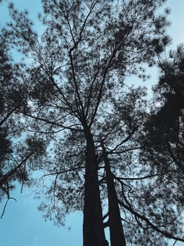 A view of the sky from the top of a tall tree photo