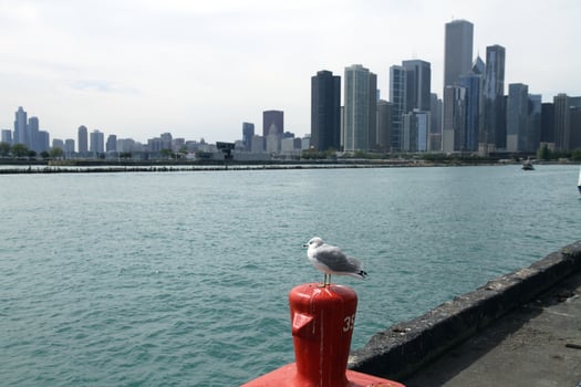 Seagull on Pier with City Skyline. photo