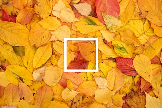Thin square hollow frame lies on yellow and red fallen leaves photo