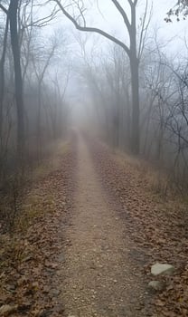 Eerie path through the misty woods evoking a sense of isolation and foreboding mystery photo