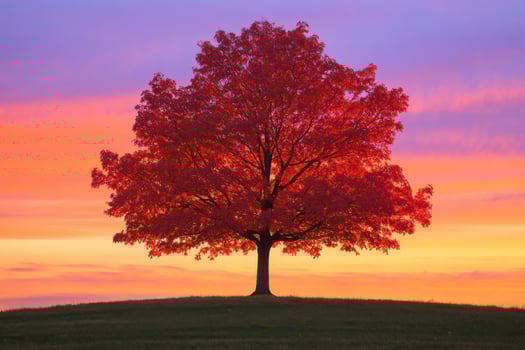 Vibrant tree at sunset glow photo