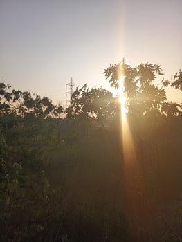 A sunset over a field with a tree in the foreground photo