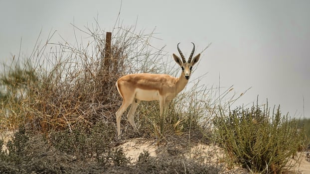 A gazelle standing in the middle of a field photo