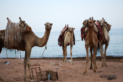 The camel is brown photo