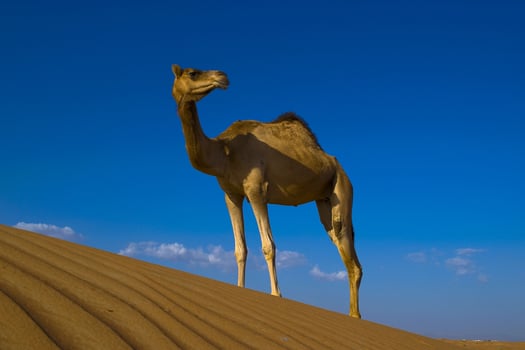 A camel standing on a sand dune photo