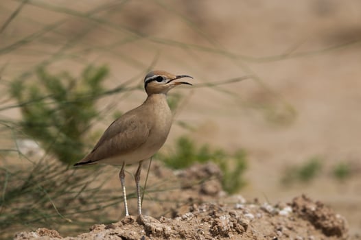 A bird standing on a rock in the desert photo