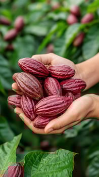 Hand harvesting cacao pods from tree in ethical farm, showcasing rich colors and textures of cacao. image captures essence of sustainable farming practices photo